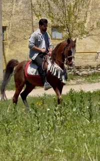 اسب نریون درجه یک