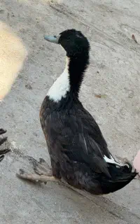 اردک نر