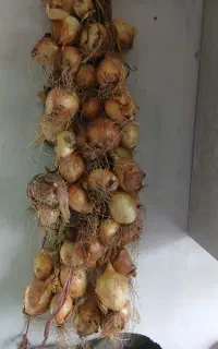پیاز و سیر صددرصد ییلاقی.پیاز 100 سیر کوهی 500