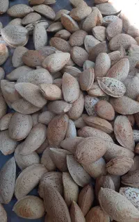 بادام سنگی تازه