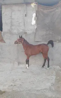 مادیان درجه یک