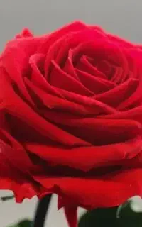 گل مصنوعی