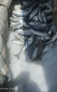 بار جدید ماهی تازه