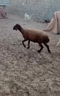 میش داشت
