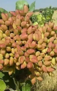 خرید پسته خوشه و کالک  و خشک شما عزیزان کشاورز