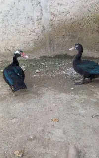 اردک اسرائیلی ۵ماهه هسن