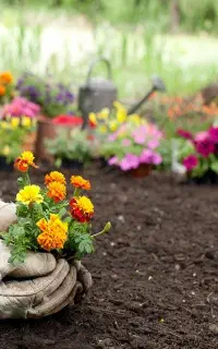باغبانی گل گیاه آماده همکاری