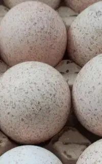 فروش تخم بو قلمون نطفه دار