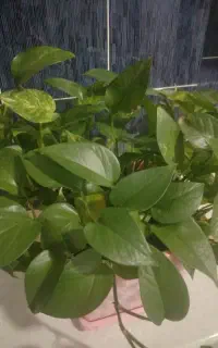 گل طبیعی
