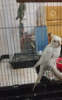 معاوضه عروس