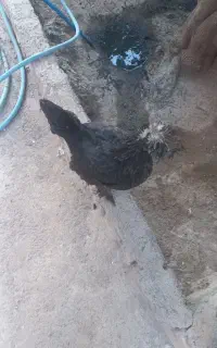 حیوان مزرعه