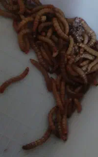 کرم میلورم زنده