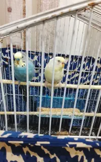 *یک جفت مرغ عشق مولد