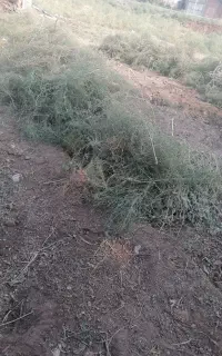 خارشتر یناق