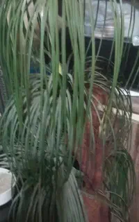 گل مصنوعی نخل