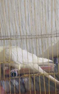 عروس هلندی