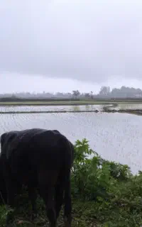 لیدر و راهنما