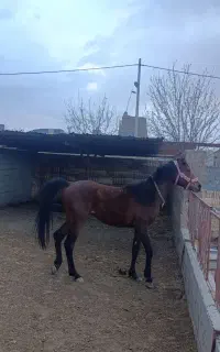 اسب