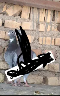 گمشده