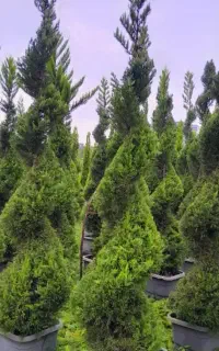 تولید کننده نهال درخت درختچه شمشاد کاج کف قیمت