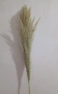 گل تزئینی
