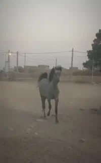 اسب مادیان