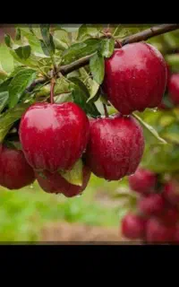کارگر حرفه ای میوه چینی