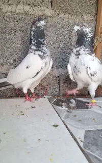 کبوتر پرشی تیدی پاکستانی خارجی