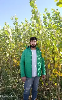 تولید کننده انواع رقم نهال