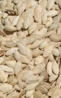 تخم کدو T19بذری درجه یک