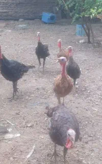 ۱۰ عدد بوقلمون نر بزرگ