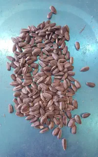 بذر افتابگردان روغنی اسکار نسل اول