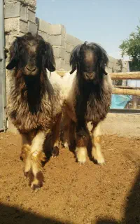بره قوچ درجه یک بختیاری اصل کله زنگ