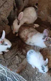 خرگوش نر و ماده