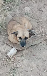 سگ پا کوتاه