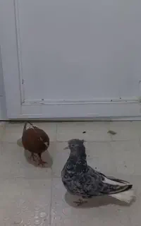 فروش پرنده