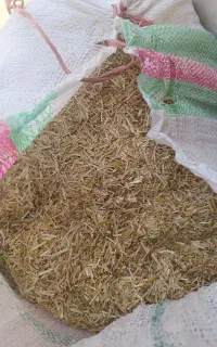 کاه گندم کوبیده شده