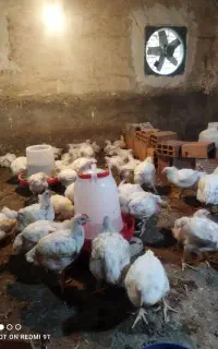 جوجه گوشتی