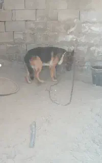 سگ ژرمن