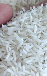 برنج هاشمی