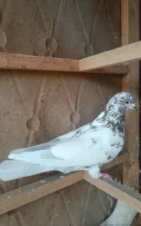 کفتر پلنگ نر به شرط و تظمین