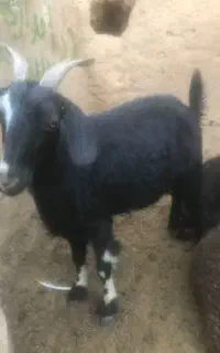 بز آبستن جوان