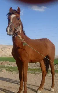 کره نریان دوساله آرام پدر شکال شریف خوش تیپ