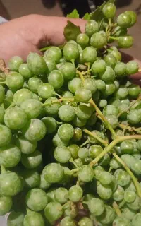 غوره ابدار