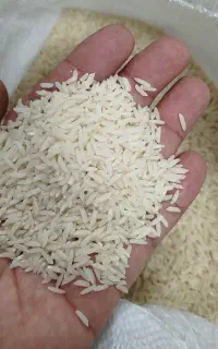 برنج لاهیجان هاشمی
