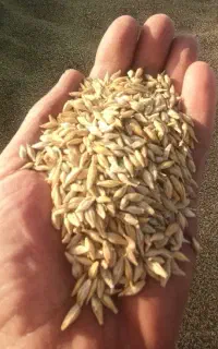 جو محلی دیم بذری