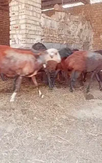 میش گوسفند بره بز قوچ پلنگی