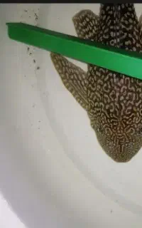 ماهی لجن خوار