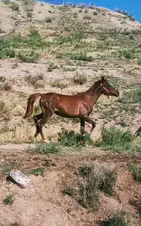 اسب عرب یسر مادیان