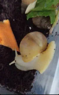 پک حلزون فقط ۳۱۰